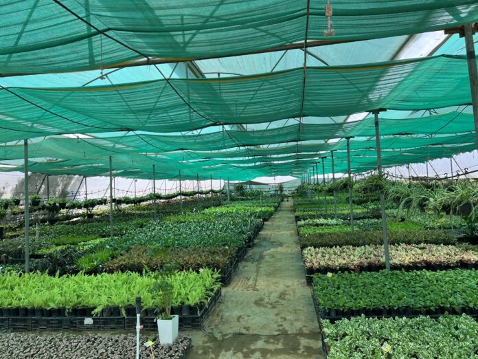 Green Heaven Plantscape: An Oasis of Indoor Greenery in Gurgaon