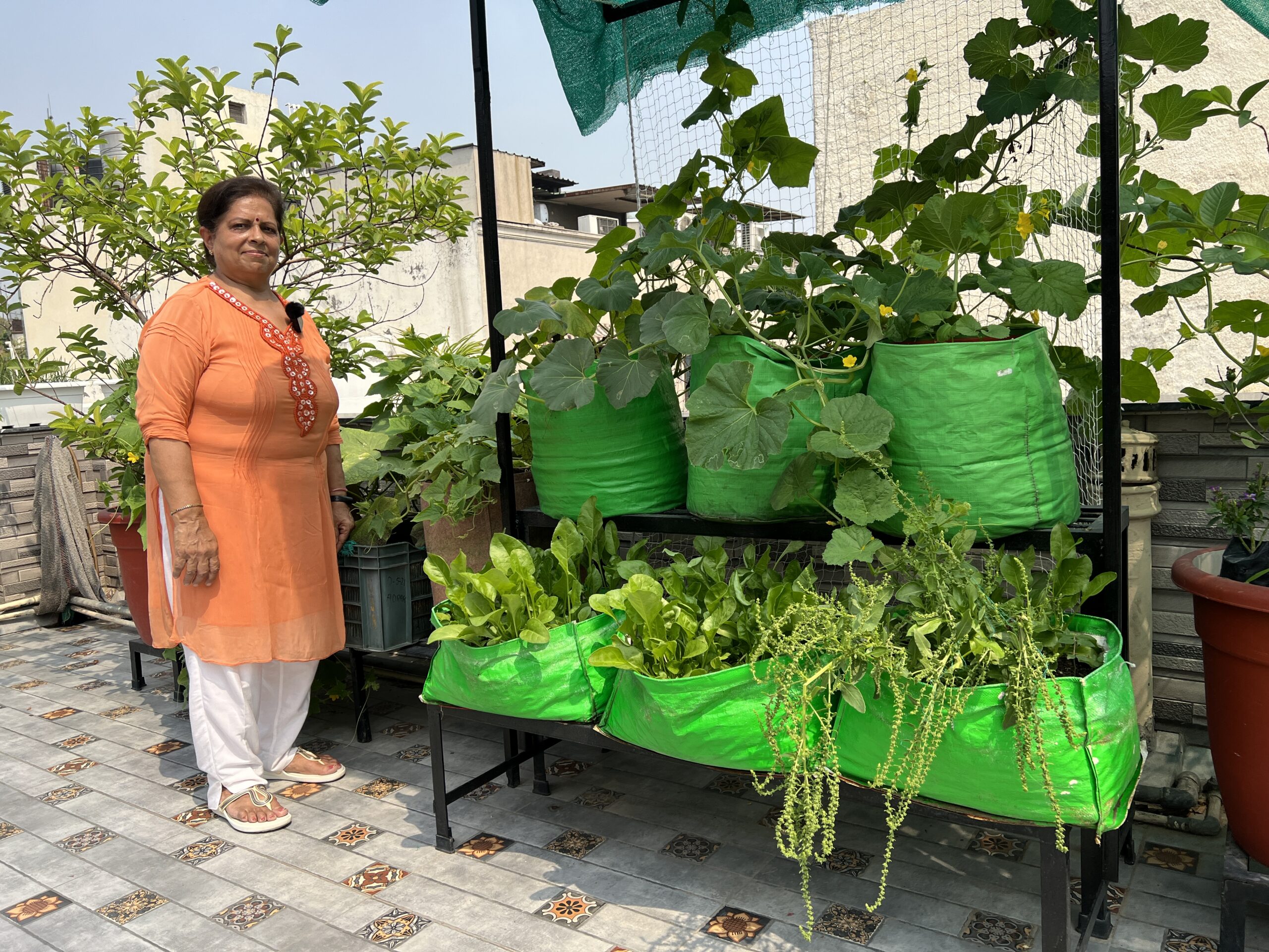 5 Best Climbing Vegetables for Terrace Gardens in India