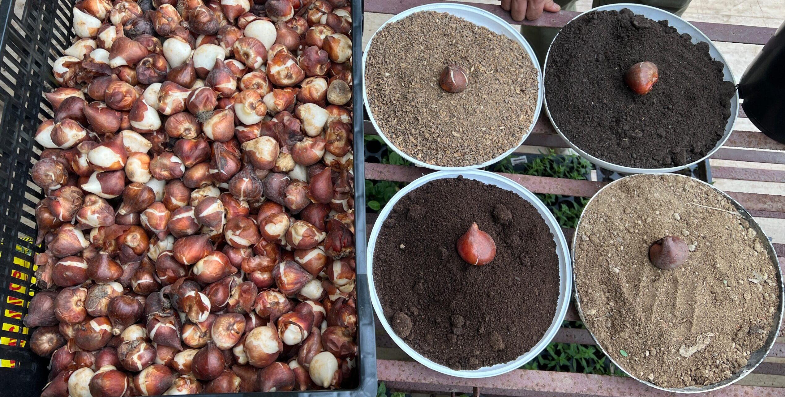 How to Successfully Grow Flower Bulbs