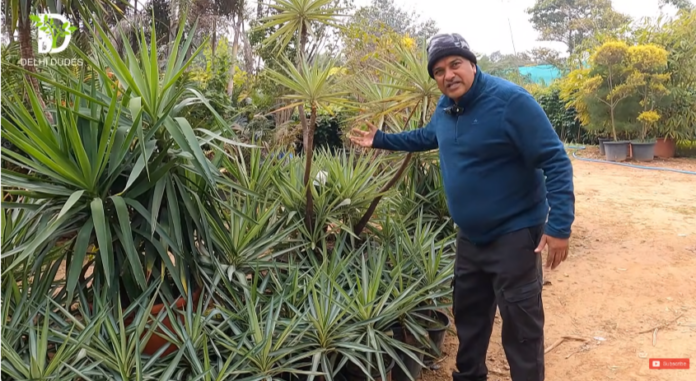 Large Plant Nursery in Gurgaon | Big Trees & Garden Plants