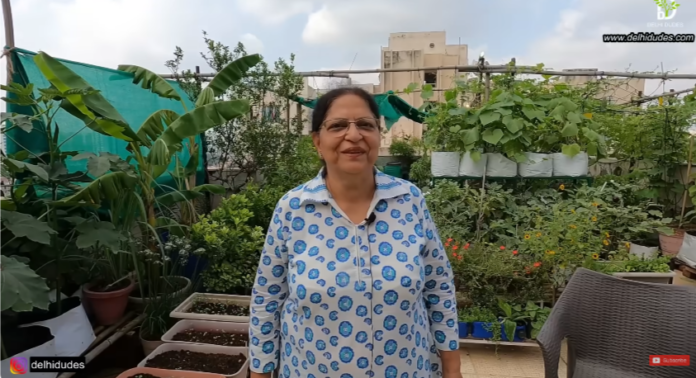 Harvesting organic vegetables from rooftop terrace garden