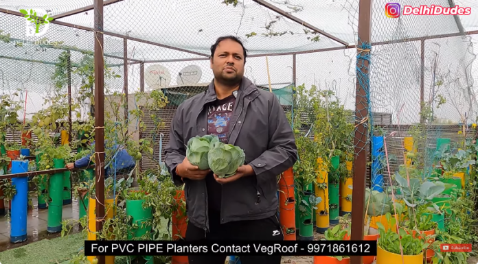 Terrace Garden Vegetable Harvesting