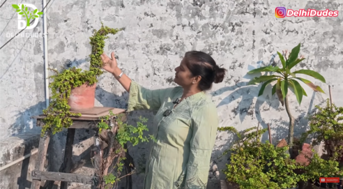मिट्टी का ऐसा राज़ जो सूखे पौधों को भी हरा-भरा बना सकता है