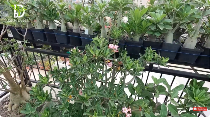ये ADENIUM आपका दिमाग हिला देगा | एडिनियम के लिए इन महत्वपूर्ण बातों को जरूर ध्यान में रखें
