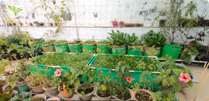 यह है असली पावर Gardening की: 17 साल पुरानी बीमारी से ठीक हुई, Fruiting और मिट्टी बनाने का जादू जानें