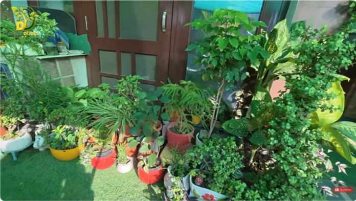 Indoor Plants से बना दिया Front Garden! ऐसा Collection आज तक नहीं देखा
