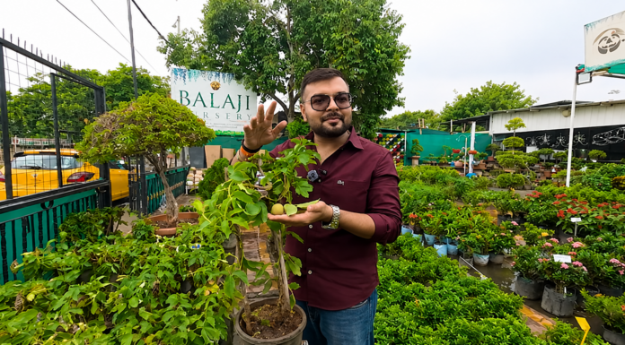 खुशबू वाले पौधे जो आपके Garden को बना देंगे Natural Perfume Zone