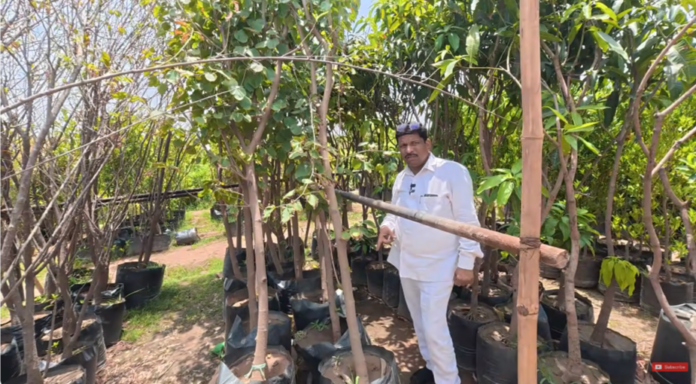 फलों के पौधों की शानदार Varieties — आम, अमरूद, नींबू, अनार, Blueberry और कई अन्य Fruit Plants