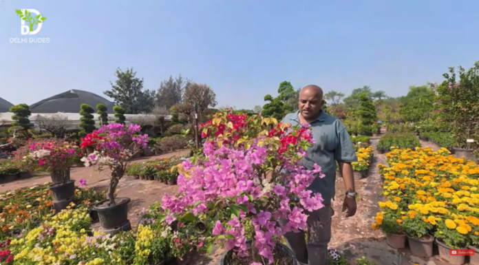 बोगनविलिया लगाने का सही तरीका और इसकी देखभाल के जरूरी टिप्स