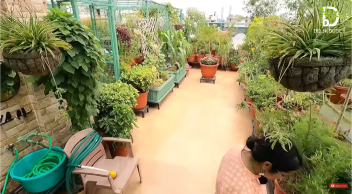 ऐसा अनोखा गार्डन आपने पहले कभी नहीं देखा होगा, छत को बना दिया खेत Terrace Garden
