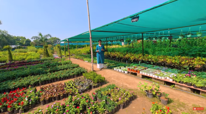 Noida में Winter Plants का सबसे बड़ा Collection — Garden होगा फूलों से भरपूर!