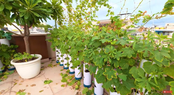 अब गमलों में नहीं! PVC Vegetable Tower से करें स्मार्ट Vegetable Gardening